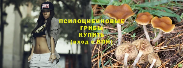 хмурый Аркадак